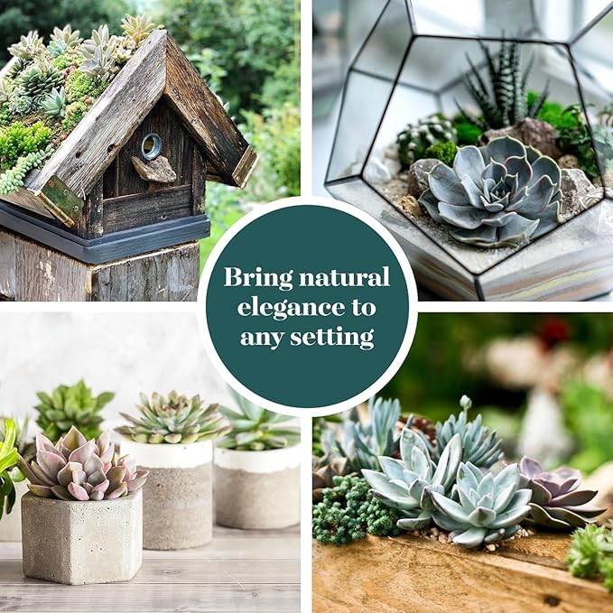 Shop Succulents Rosette Succulent Plant Pack Collection - Live Mini Succulent Plants, Low Maintenance, Floral Shaped Mix of Colors & Textures - Wedding and Party Favors, Gift & Garden, Pack of 256