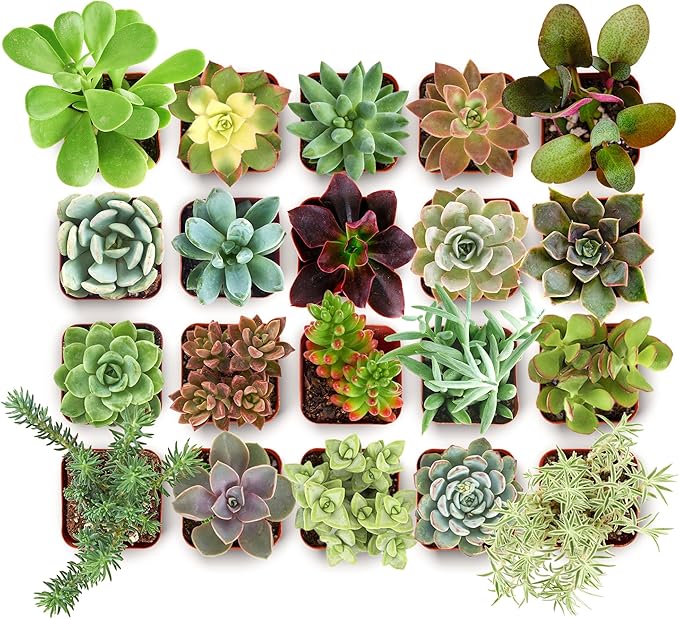 Shop Succulents Collectors Succulent Plant Pack Collection - Live Mini Succulent Plants, Low Maintenance, Colors & Textures - Wedding and Party Favors, Gift & Garden, Pack of 20